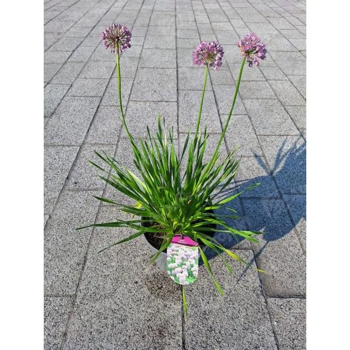 Najnowsze aktualizacje aplikacji Millenium