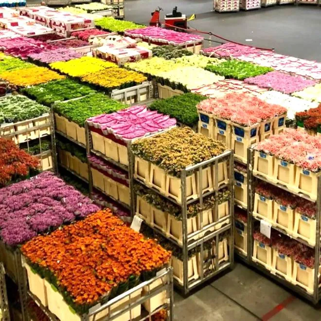 Psychologia inwestora